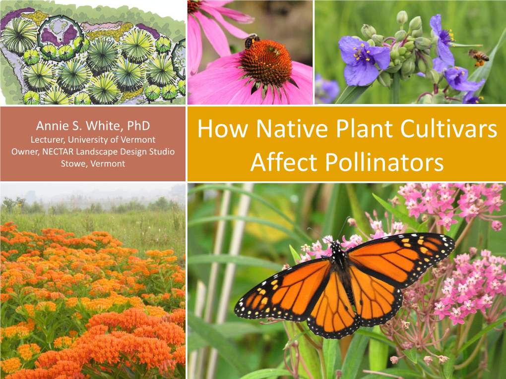 How Native Plant Cultivars Affect Pollinators