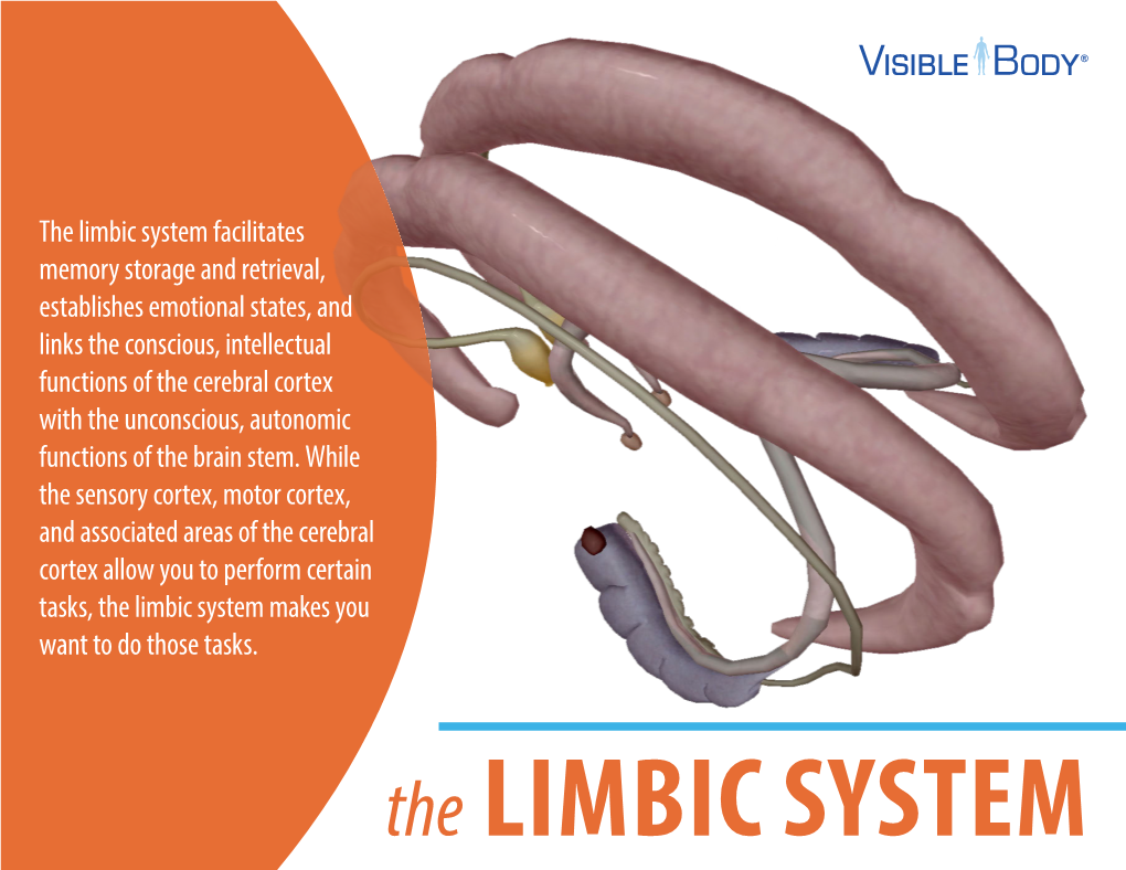 The Limbic System Facilitates Memory Storage and Retrieval, Establishes