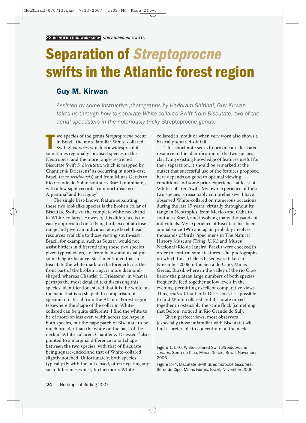 Separation of Streptoprocne Swifts in the Atlantic Forest Region Guy M