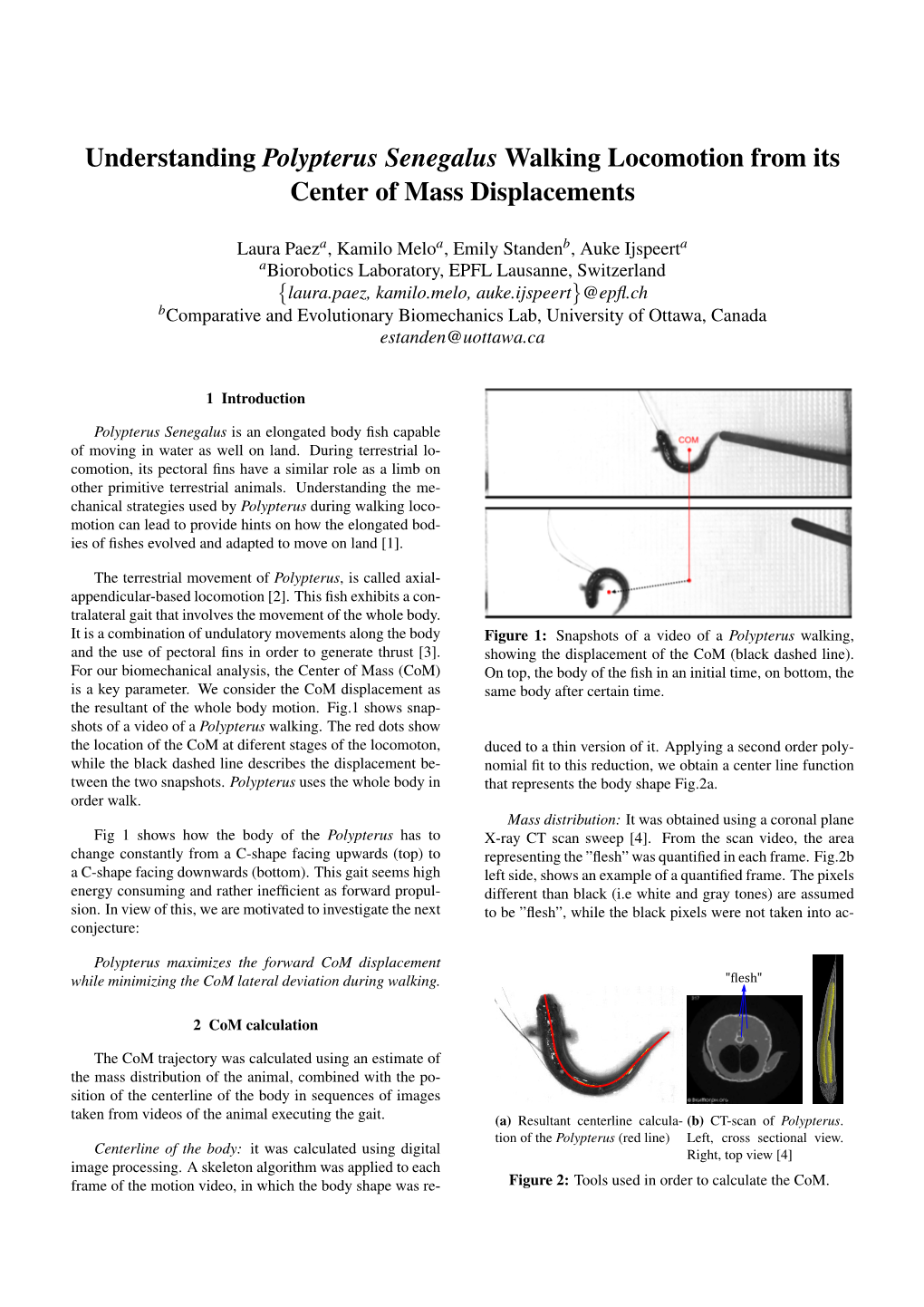 Understanding Polypterus Senegalus Walking Locomotion from Its Center of Mass Displacements