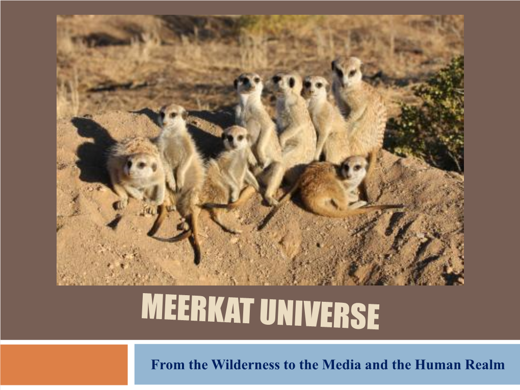 Meerkat Universe