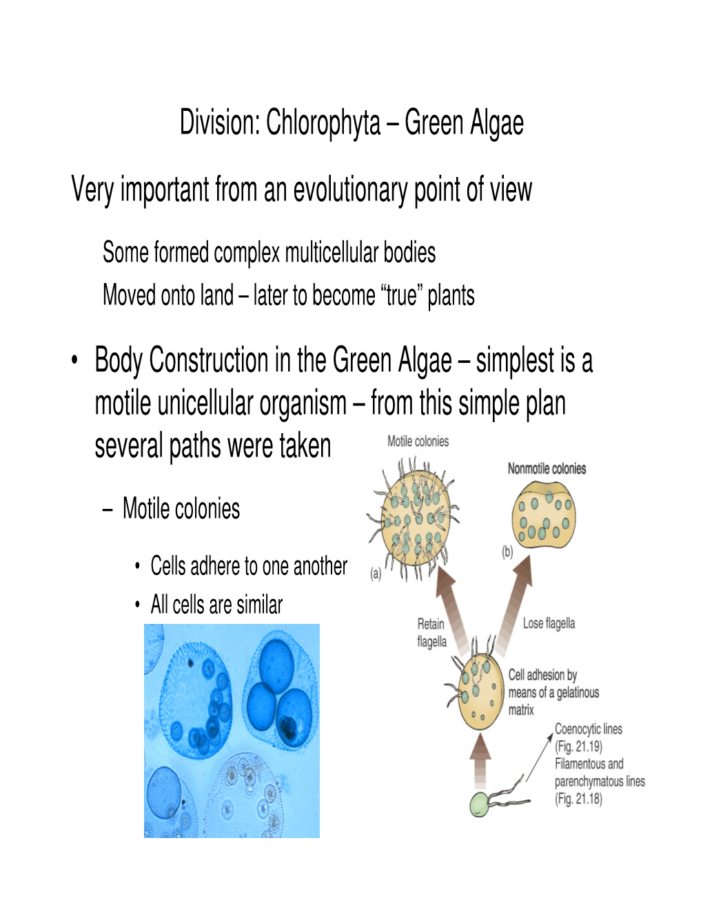 Division: Chlorophyta – Green Algae Very Important from an Evolutionary