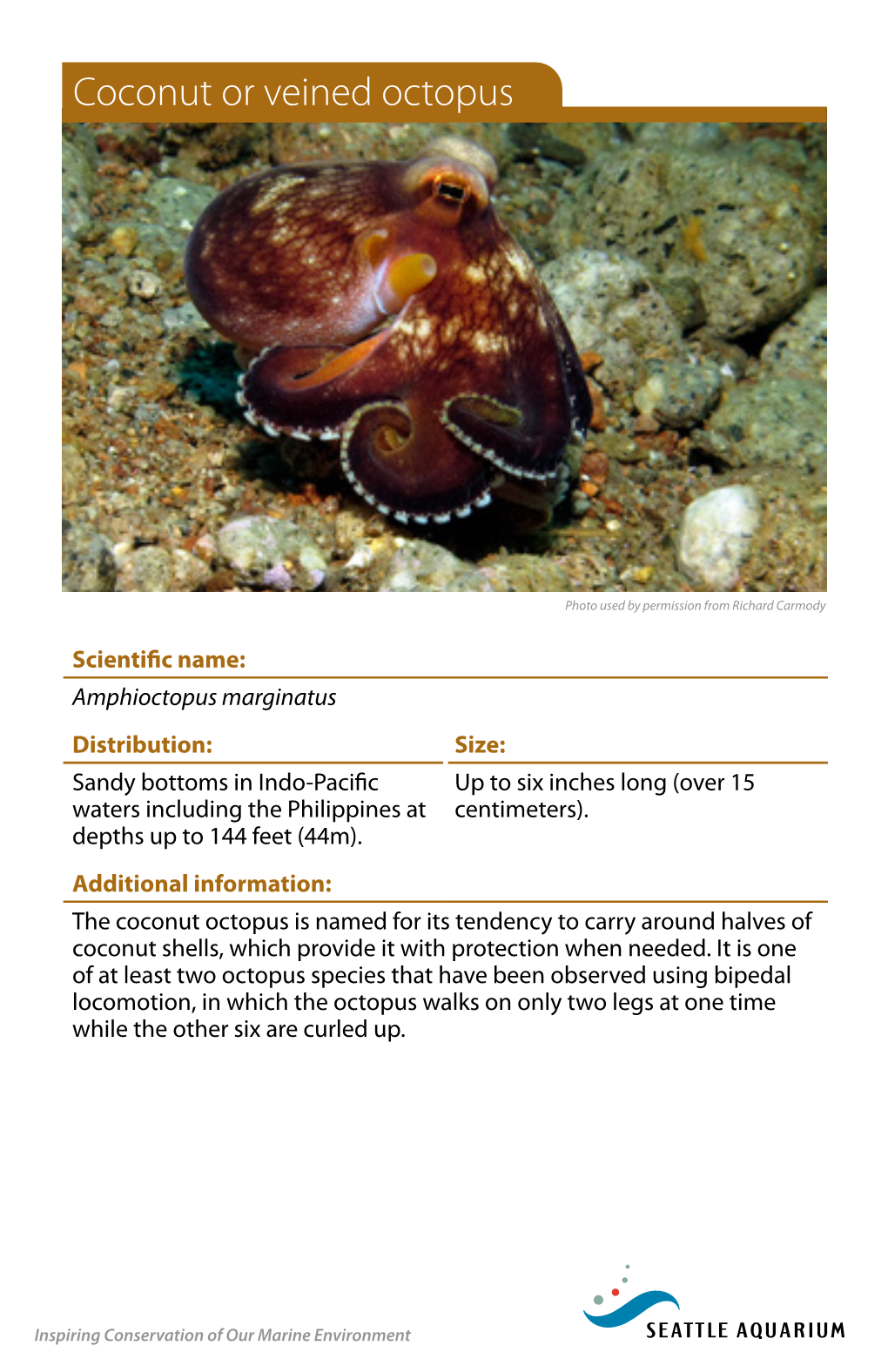 Coconut Or Veined Octopus