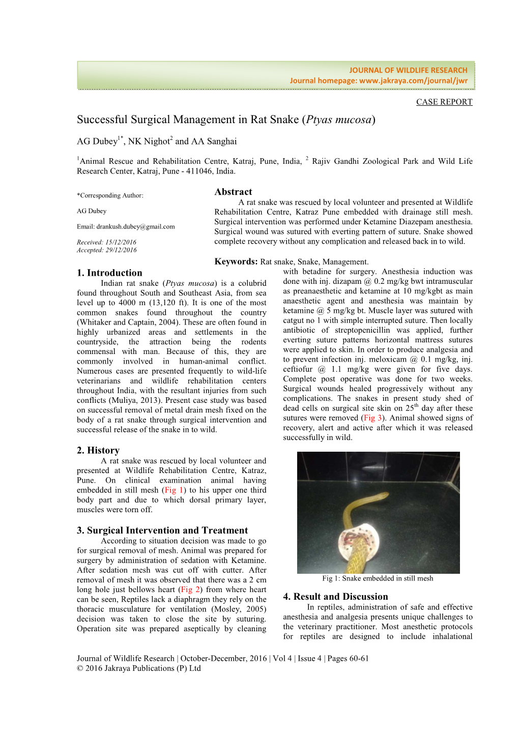 Successful Surgical Management in Rat Snake (Ptyas Mucosa) Anesthetic Agents for Induction and Maintenance of Anesthesia