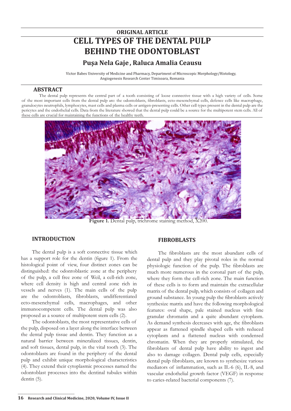 CELL TYPES of the DENTAL PULP BEHIND the ODONTOBLAST Puşa Nela Gaje , Raluca Amalia Ceausu