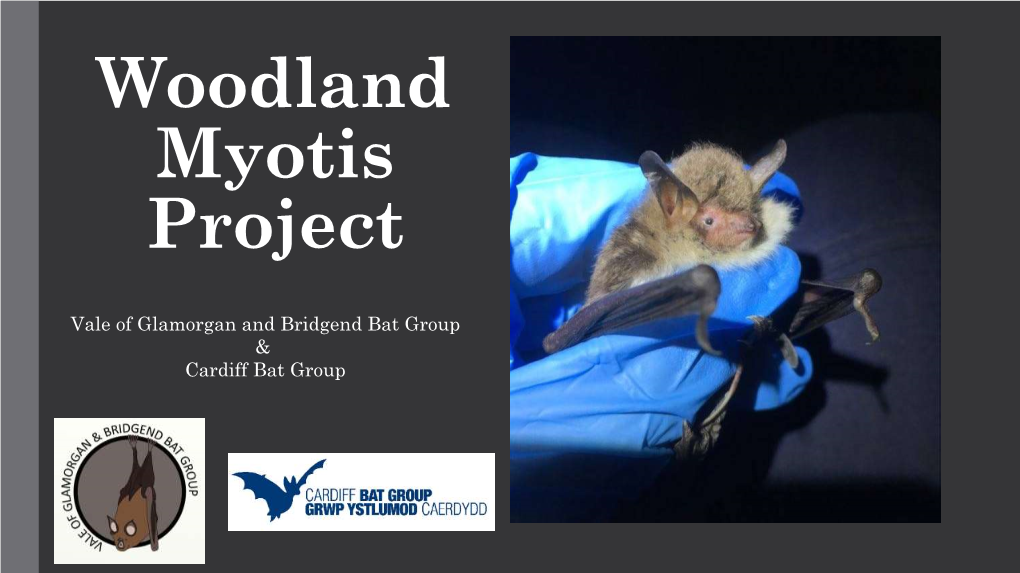 Myotis Bats of South Wales