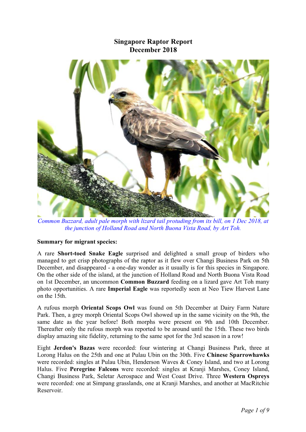 Singapore Raptor Report December 2018