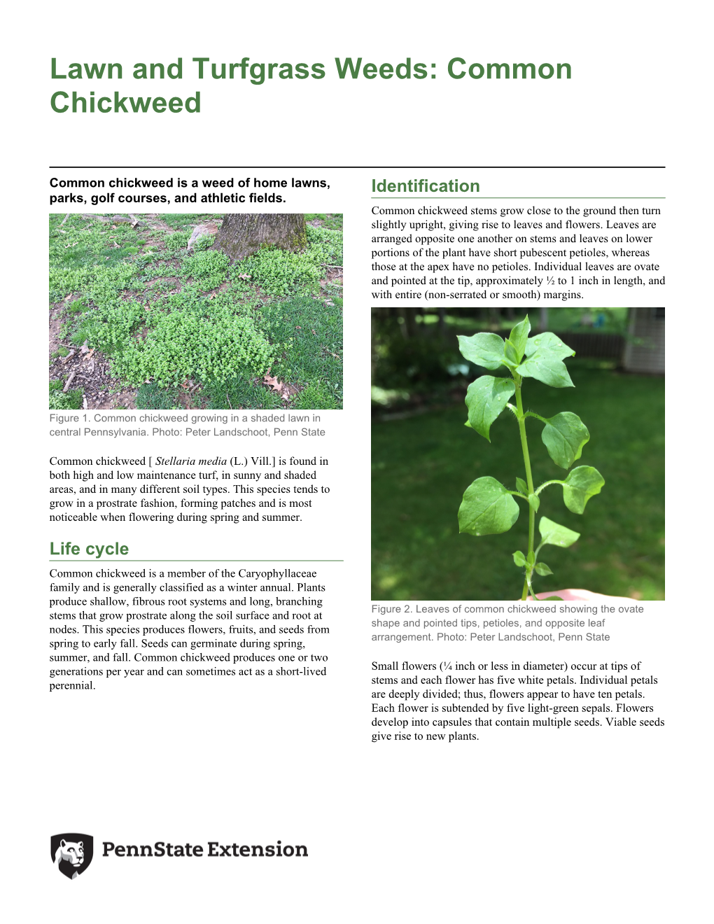 Lawn and Turfgrass Weeds: Common Chickweed