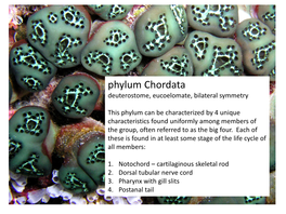 Phylum Chordata Deuterostome, Eucoelomate, Bilateral Symmetry