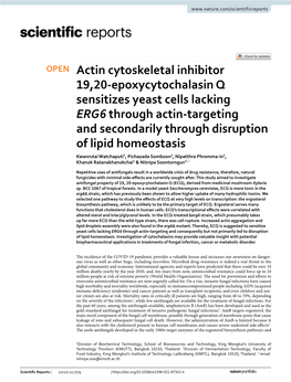 Actin Cytoskeletal Inhibitor 19,20-Epoxycytochalasin Q