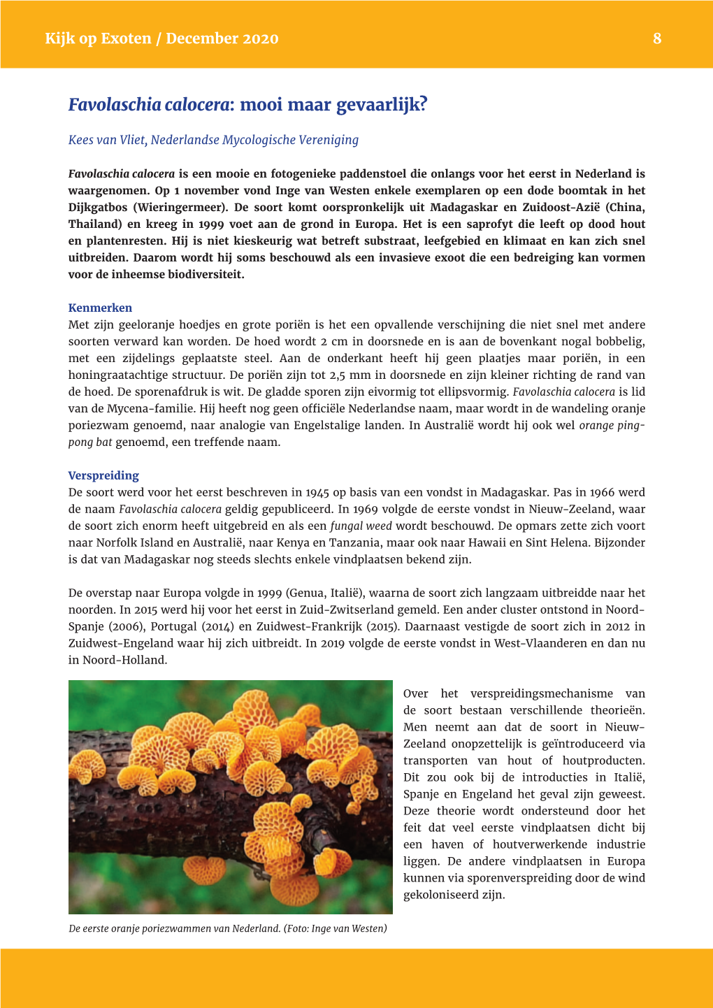 Favolaschia Calocera: Mooi Maar Gevaarlijk?