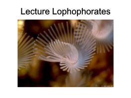 Lecture Lophophorates Spiralia Is Applied to Those Phyla That Exhibit Canonical Spiralian Cleavage