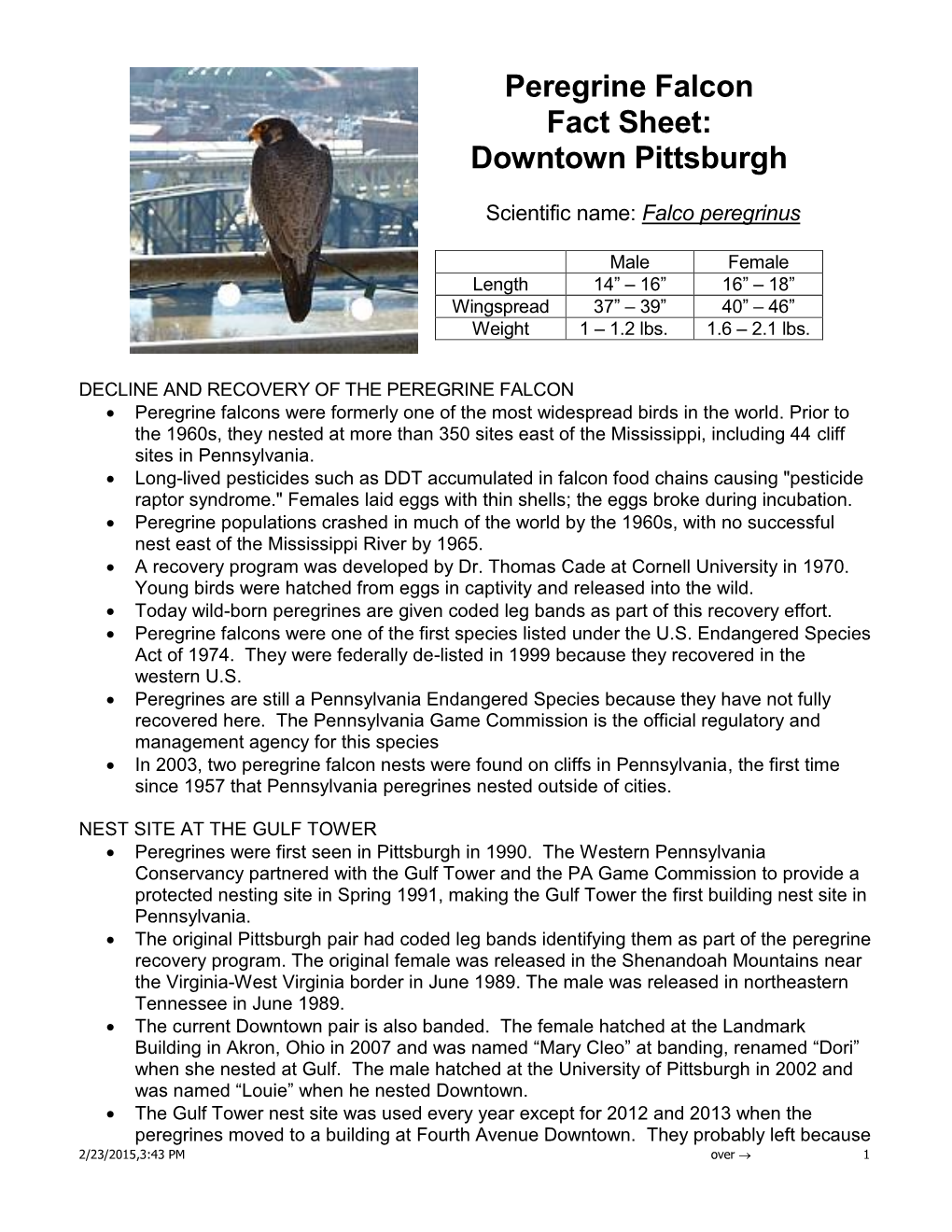Peregrine Falcon Fact Sheet: Downtown Pittsburgh
