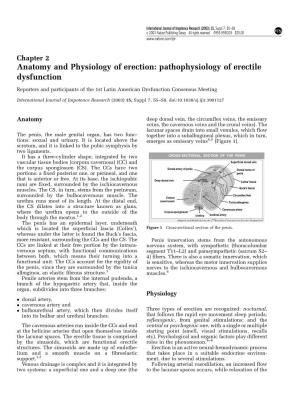 Anatomy and Physiology of Erection: Pathophysiology of Erectile Dysfunction