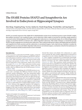 The SNARE Proteins SNAP25 and Synaptobrevin Are Involved in Endocytosis at Hippocampal Synapses