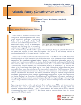 Atlantic Saury (Scomberesox Saurus)