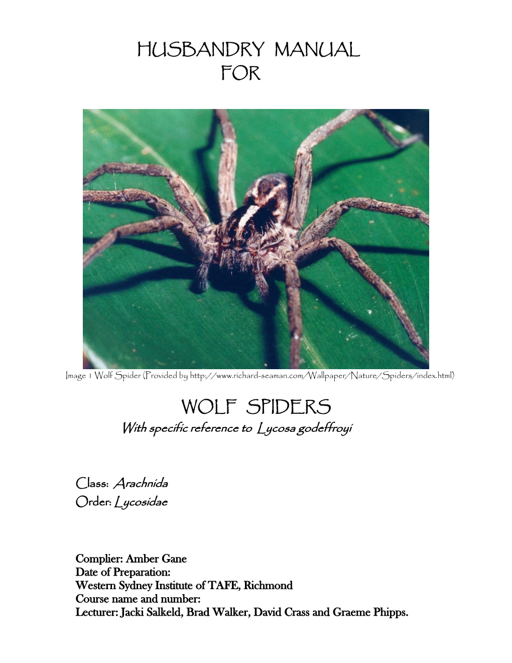 Wolf Spider (Provided By