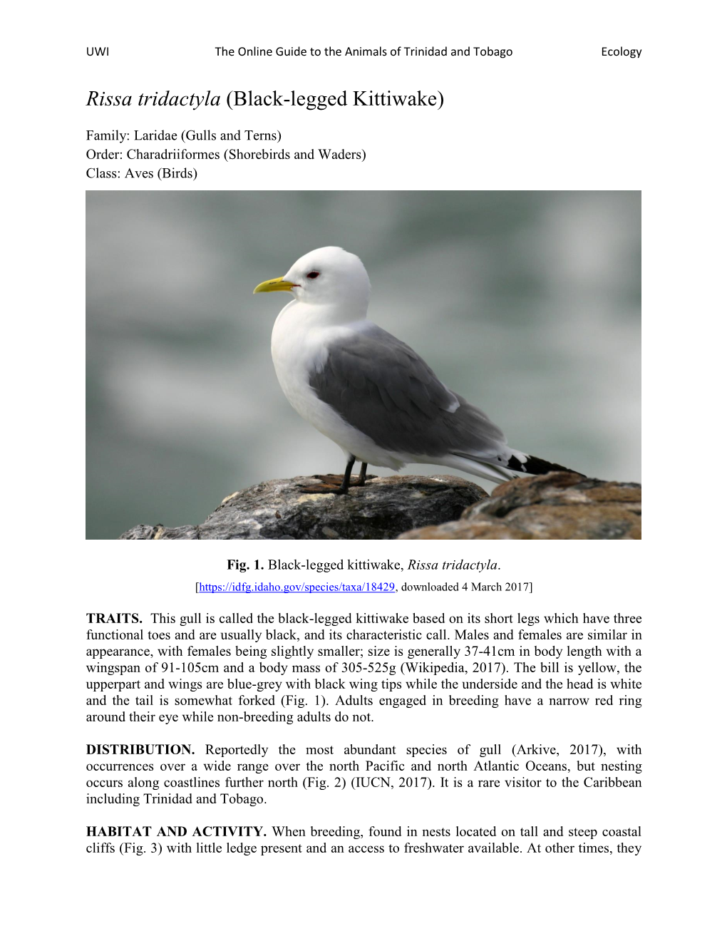 Rissa Tridactyla (Black-Legged Kittiwake)