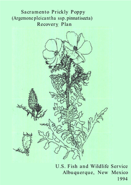 Sacramento Prickly Poppy (Argemone Pleicantha Ssp