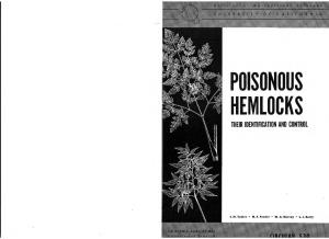 Poisonous Hemlocks