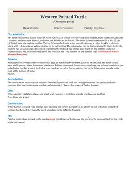 Western Painted Turtle (Chrysemys Picta)