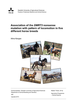 Association of the DMRT3 Nonsense Mutation with Pattern of Locomotion in Five Different Horse Breeds