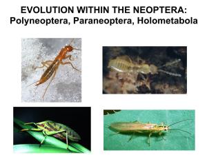 Polyneoptera, Paraneoptera, Holometabola NEOPTERA Ephemeroptera Odonata (25 Orders)