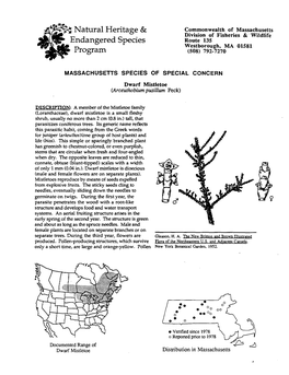 Dwarf Mistletoe (Arceuthobium Pusillum Peck)