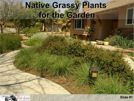Native Grassy Plants for the Garden