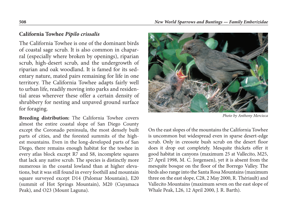 California Towhee Pipilo Crissalis the California Towhee Is One of the Dominant Birds of Coastal Sage Scrub