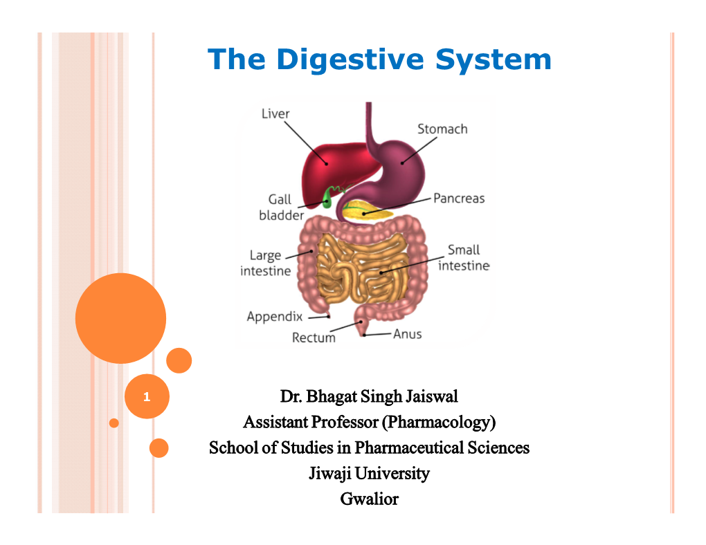 The Digestive System