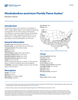 Rhododendron Austrinum Florida Flame Azalea1 Edward F