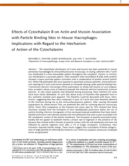 Effects of Cytochalasin B on Actin and Myosin Association With