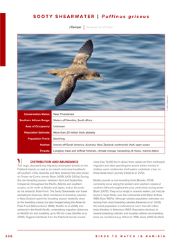 SOOTY SHEARWATER | Puffinus Griseus