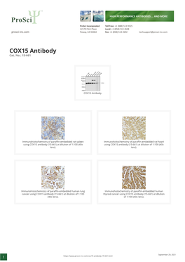 COX15 Antibody Cat