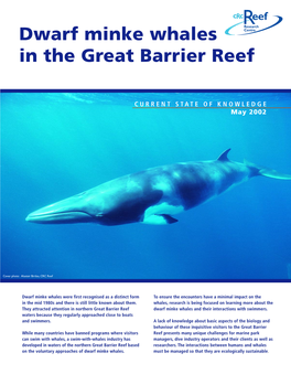 Dwarf Minke Whales in the Great Barrier Reef