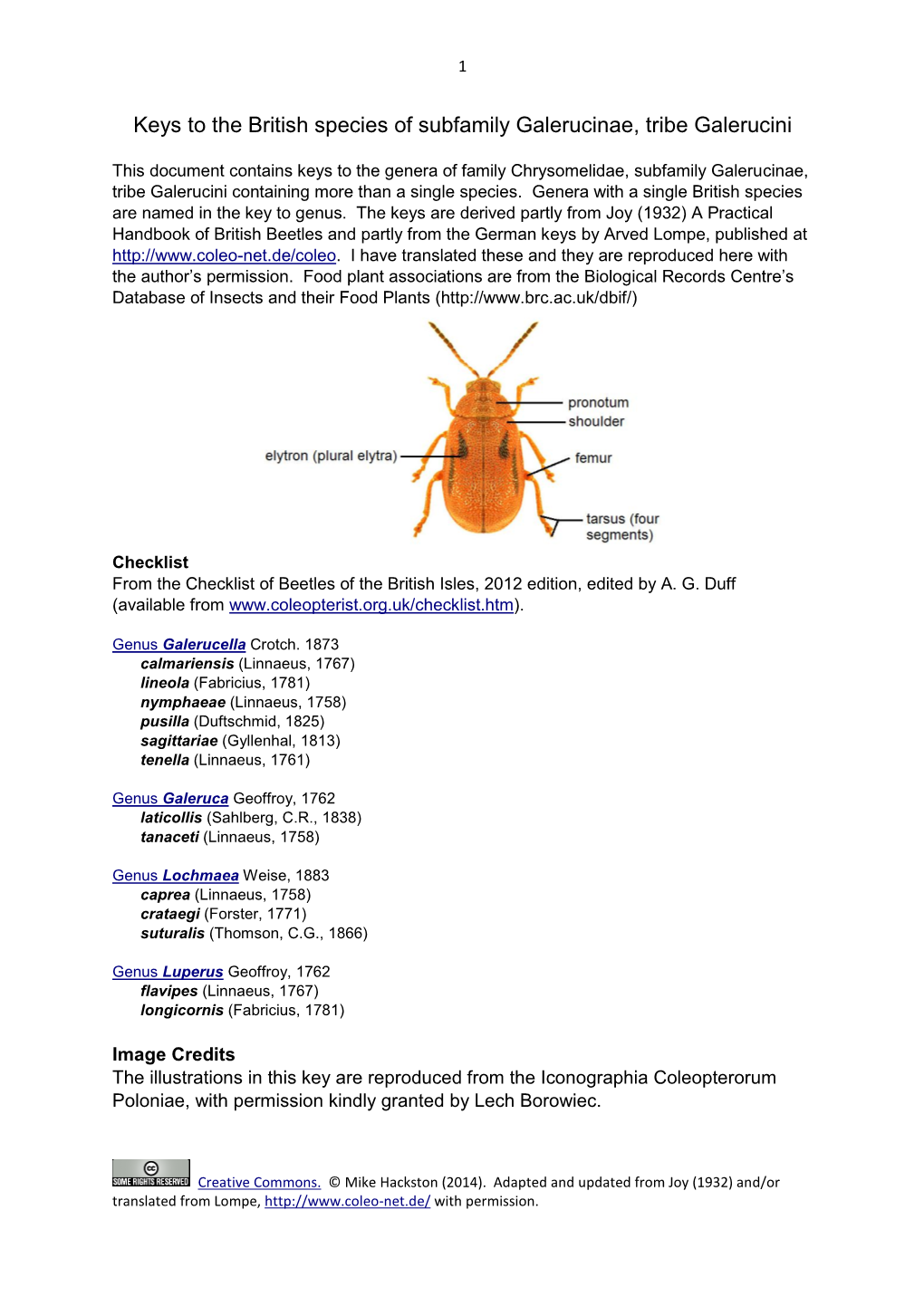 Keys to the British Species of Subfamily Galerucinae, Tribe Galerucini