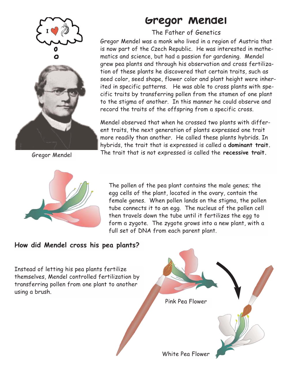 Gregor Mendel I the Father of Genetics Gregor Mendel Was a Monk Who Lived in a Region of Austria That Is Now Part of the Czech Republic