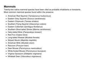 Mammals Twenty-Two Native Mammal Species Have Been Cited As Probable Inhabitants Or Transients