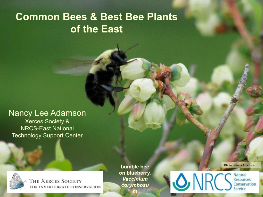 Common Bees & Best Bee Plants of the East