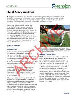Goat Vaccination