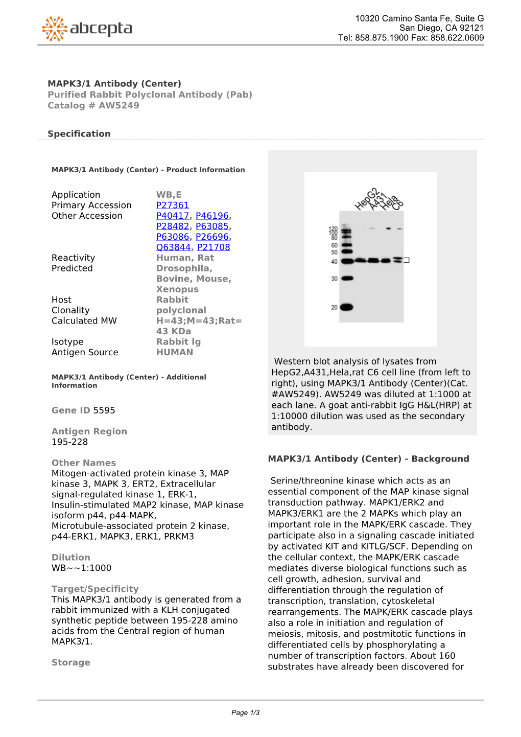MAPK3/1 Antibody (Center) Purified Rabbit Polyclonal Antibody (Pab) Catalog # AW5249