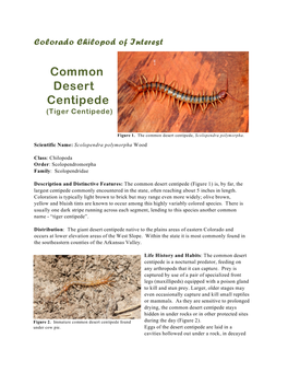 Common Desert Centipede (Tiger Centipede)