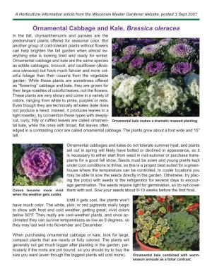 Ornamental Cabbage and Kale, Brassica Oleracea in the Fall, Chyrsanthemums and Pansies Are the Predominant Plants Offered for Seasonal Color