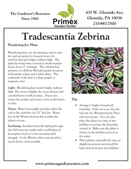 Tradescantia Zebrina Wandering Jew Plant