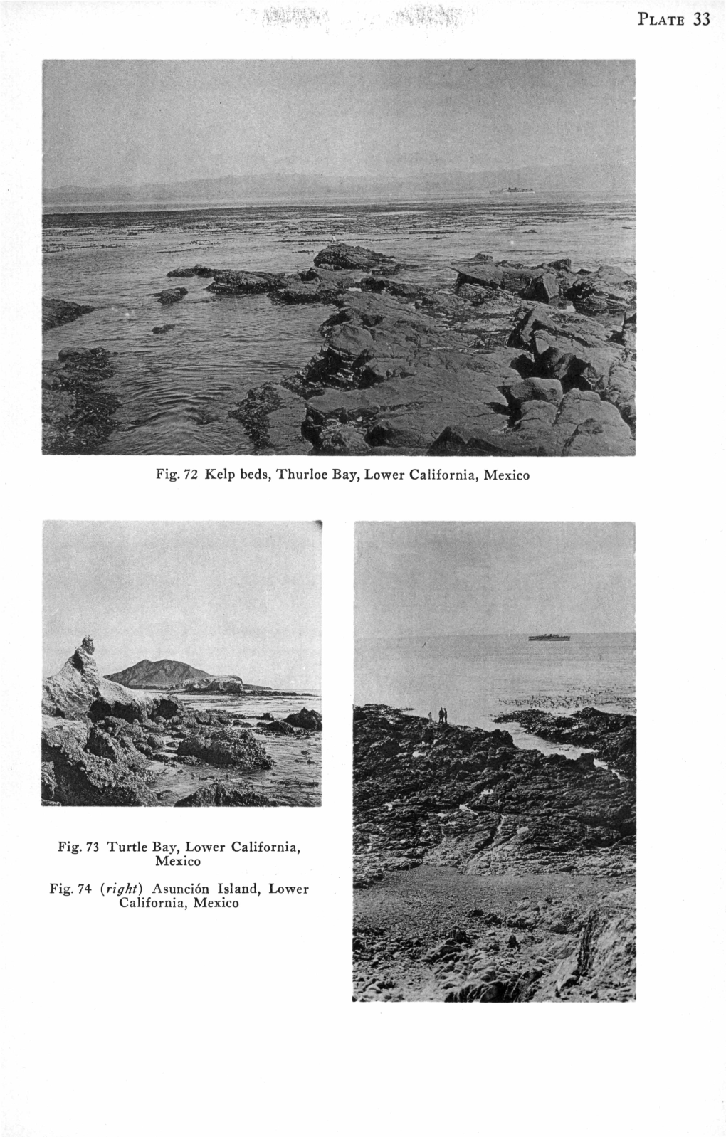 PLATE 33 Fig. 72 Kelp Beds, Thurloe Bay, Lower California, Mexico Fig