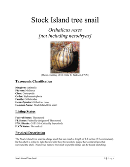 Stock Island Tree Snail