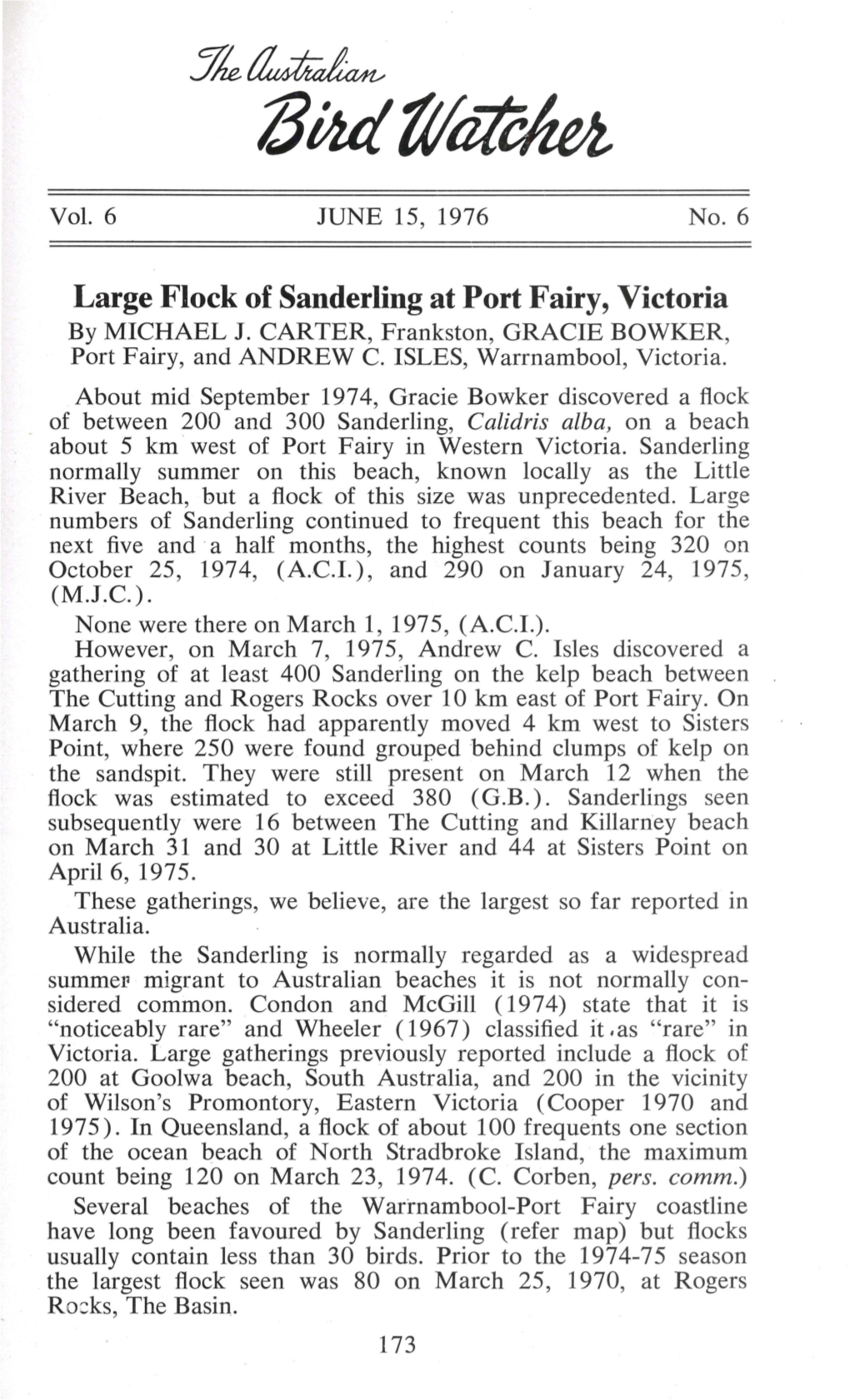 Large Flock of Sanderling at Port Fairy, Victoria by MICHAEL J