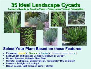 35 Ideal Landscape Cycads