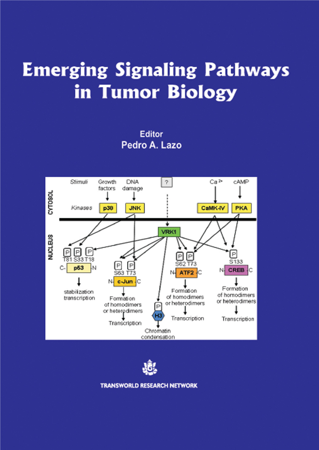 4. WNK Kinases in Invasion and Metastasis